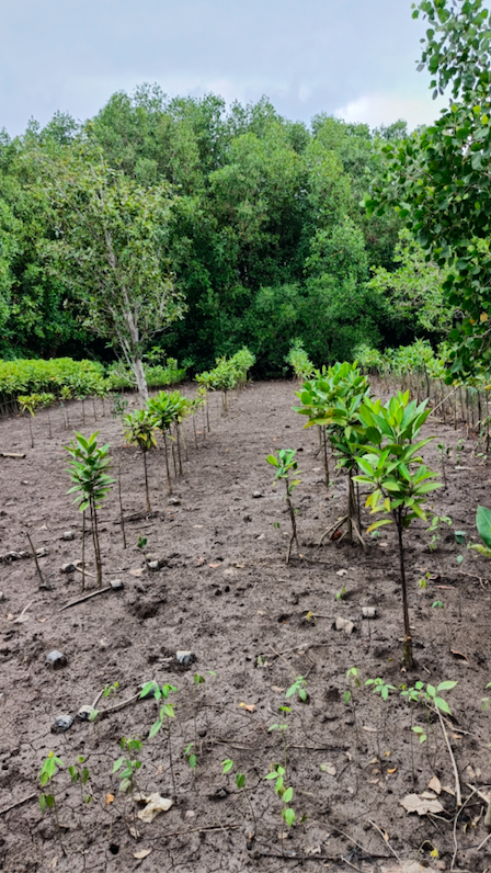 An image of a tree plantation with very young mangrove trees.