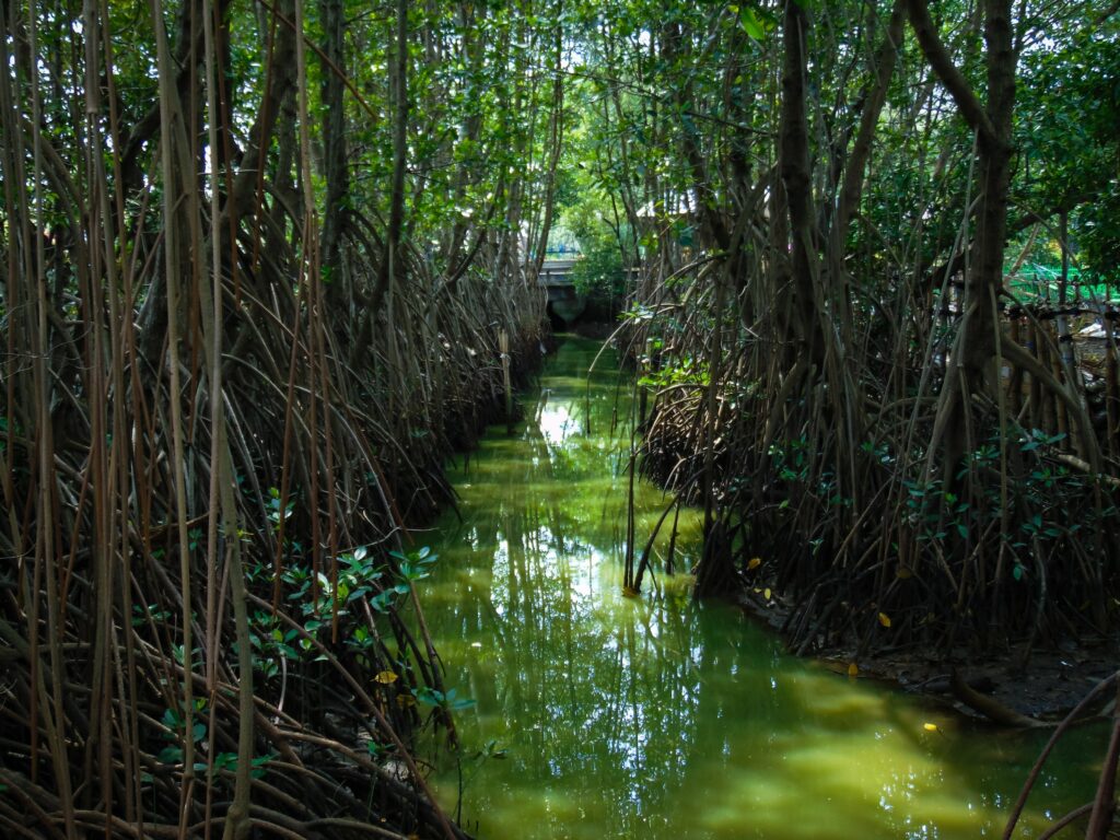 A decorative image of a river with mangroves on either side.